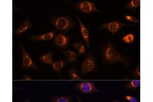 Immunofluorescence analysis of L929 cells using NUCB1 Polyclonal Antibody at dilution of 1:100 (40x lens). (Nucleobindin 1 antibody)