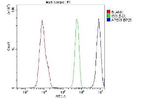 Flow Cytometry analysis of U937 cells using anti-APEX1 antibody (ABIN3043785). (APEX1 antibody  (AA 2-318))
