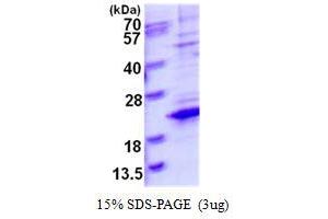 Image no. 1 for Transcription Elongation Factor A (SII)-Like 8 (TCEAL8) protein (His tag) (ABIN1098344)