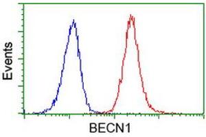 Image no. 3 for anti-Beclin 1, Autophagy Related (BECN1) antibody (ABIN1496869) (Beclin 1 antibody)