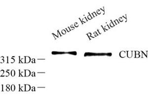 Western blot analysis of CUBN (ABIN7073601) at dilution of 1: 1000 (CUBN antibody)