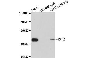 Immunoprecipitation analysis of 200ug extracts of MCF7 cells using 1ug IDH2 antibody.