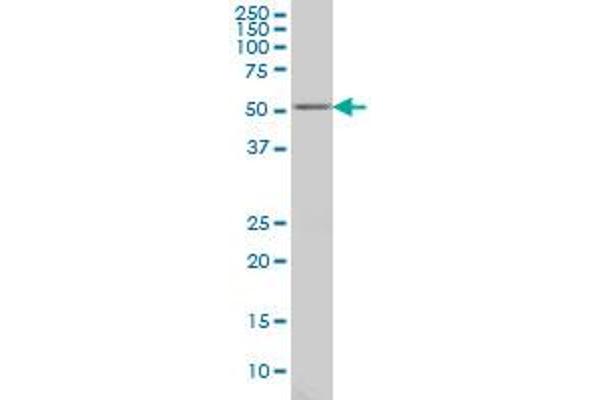 GABPA antibody  (AA 1-454)