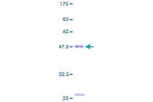 COPS8 Protein (AA 1-209) (GST tag)