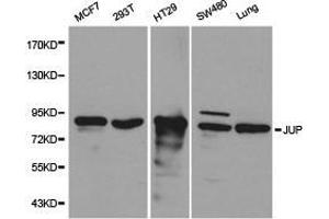 Western Blotting (WB) image for anti-Junction Plakoglobin (JUP) antibody (ABIN1873351) (JUP antibody)