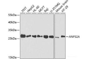 Western blot analysis of extracts of various cell lines using ANP32A Polyclonal Antibody at dilution of 1:1000. (PHAP1 antibody)
