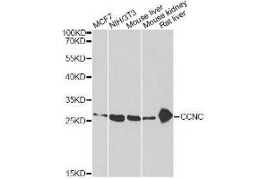 Western blot analysis of extracts of various cell lines, using CCNC antibody. (Cyclin C antibody  (AA 1-283))
