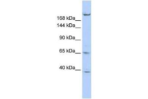 Western Blotting (WB) image for anti-Kinesin Family Member 13B (KIF13B) antibody (ABIN2458055)