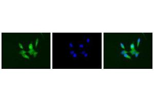 Immunofluorescence (IF) image for anti-CD40 (CD40) (Extracellular Domain) antibody (ABIN2451933) (CD40 antibody  (Extracellular Domain))