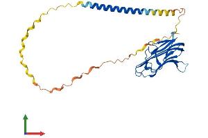 Protein Structure (PS) image for Fas Ligand (TNF Superfamily, Member 6) (FASL) (AA 1-279) protein (His tag) (ABIN7563219)
