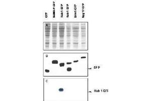 Most modifiers mature by proteolytic processing from inactive precursors (a; amino acid). (Hub1 antibody)