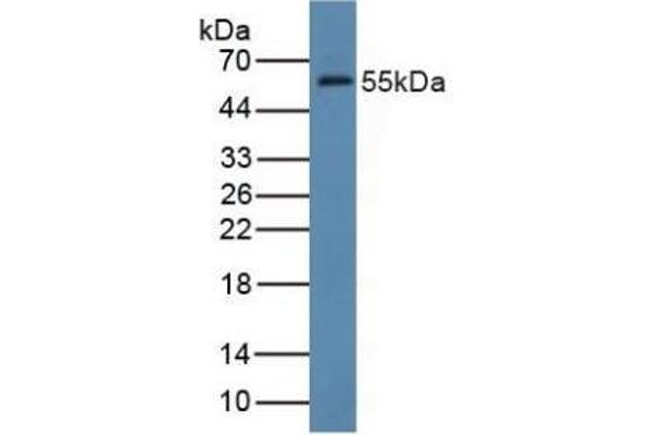 FDFT1 antibody  (AA 269-417)