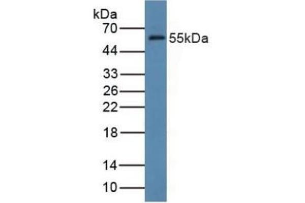 FDFT1 antibody  (AA 269-417)