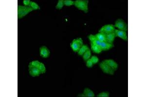 Immunofluorescence staining of HepG2 cells with ABIN7166179 at 1:100, counter-stained with DAPI. (THEMIS antibody  (AA 547-641))