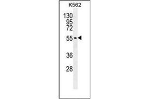 Western blot analysis of MITF Antibody (N-term) in K562 cell line lysates (35ug/lane).