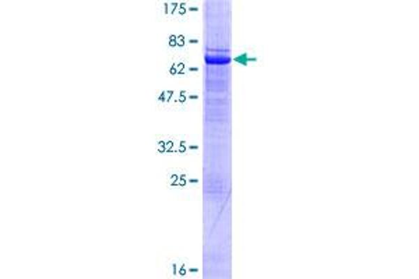 SETMAR Protein (AA 1-352) (GST tag)