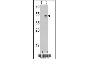 Western blot analysis of AURKB using rabbit polyclonal Aurora-B (ARK/STK12) Antibody using 293 cell lysates (2 ug/lane) either nontransfected (Lane 1) or transiently transfected with the AURKB gene (Lane 2). (Aurora Kinase B antibody  (AA 283-313))