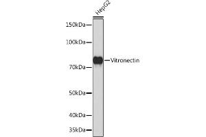 Western blot analysis of extracts of HepG2 cells, using Vitronectin Rabbit mAb (ABIN7271334) at 1:1000 dilution. (Vitronectin antibody)