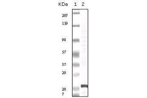 Western Blot showing FGF2 antibody used against truncated FGF2 recombinant protein. (FGF2 antibody)