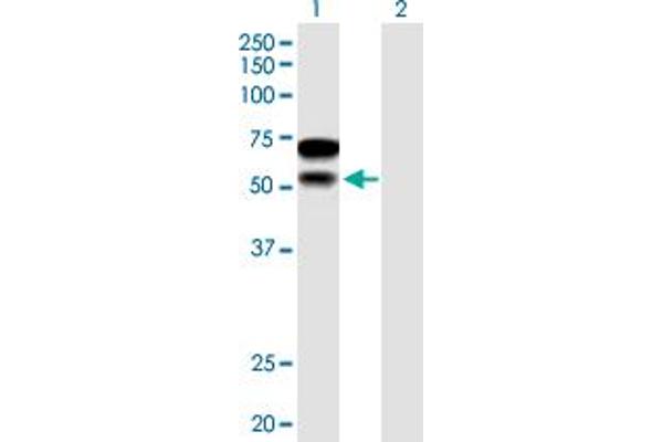 CHD2 antibody  (AA 1-501)