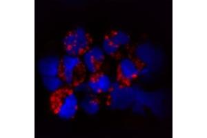 IF on human plasmacytoid dendritic cells. (TLR9 antibody  (AA 830-880))