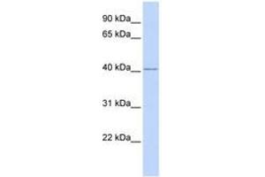 Image no. 1 for anti-Ring Finger Protein 1 (RING1) (AA 324-373) antibody (ABIN6742752) (RING1 antibody  (AA 324-373))