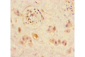 Immunohistochemistry of paraffin-embedded human placenta tissue using ABIN7165672 at dilution of 1:100