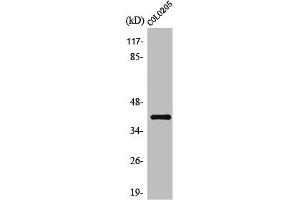 Western Blot analysis of COLO205 cells using Olfactory receptor 10D4 Polyclonal Antibody (OR1D4 antibody  (Internal Region))