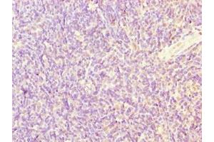Immunohistochemistry of paraffin-embedded human thymus tissue using ABIN7169591 at dilution of 1:100 (Sideroflexin 4 antibody  (AA 2-110))