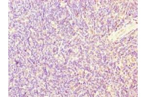 Immunohistochemistry of paraffin-embedded human thymus tissue using ABIN7169591 at dilution of 1:100