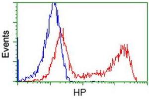 HEK293T cells transfected with either RC223612 overexpress plasmid (Red) or empty vector control plasmid (Blue) were immunostained by anti-HP antibody (ABIN2453134), and then analyzed by flow cytometry. (Haptoglobin antibody)