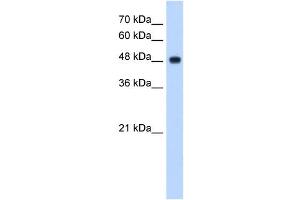 NDUFV1 antibody used at 2. (NDUFV1 antibody)