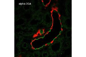 Immunohistochemistry analysis using Mouse Anti-ENaC alpha Monoclonal Antibody, Clone 2G4 . (SCNN1A antibody  (AA 46-68))