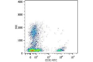 Surface staining of human peripheral blood cells with anti-human CD20 (LT20) FITC. (CD20 antibody  (Biotin))