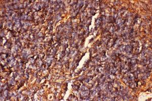 Anti-ICAM1 Picoband antibody,  IHC(P): Mouse Spleen Tissue (ICAM1 antibody  (AA 198-537))