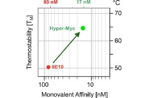 Improvement of affinitiy and Fv-region thermal stability of Hyper-Myc compared to hybridoma antibody Myc1- 9E10 recognizing the myc-epitope (Recombinant Myc Tag antibody  (AA 408-439))