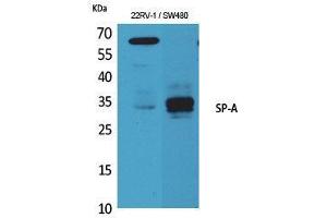 Western Blot (WB) analysis of 22RV-1, SW480 cells using SP-A Polyclonal Antibody. (Surfactant Protein A1 antibody  (Internal Region))