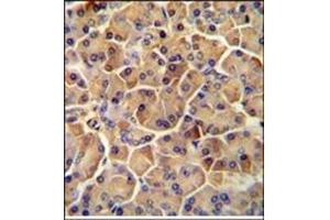Immunohistochemistry analysis in Formalin Fixed, Paraffin Embedded Human pancreas tissue stained with SEL1L antibody (Center) followed by peroxidase conjugation of the secondary antibody and DAB staining. (SEL1L antibody  (Middle Region))