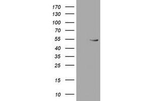 Western Blotting (WB) image for anti-RuvB-Like 2 (E. Coli) (RUVBL2) (AA 113-370) antibody (ABIN1490851) (RUVBL2 antibody  (AA 113-370))