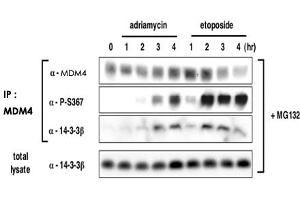 Induction of S367 phosphorylation after DNA damage is associated with increased binding of 14-3-3 to MDM4 and accelerated MDM4 degradation. (MDM4-binding Protein antibody  (pSer367))