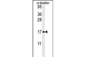 CCL4 Antibody (Center) (ABIN654131 and ABIN2850474) western blot analysis in mouse bladder tissue lysates (15 μg/lane). (CCL4 antibody  (AA 22-48))