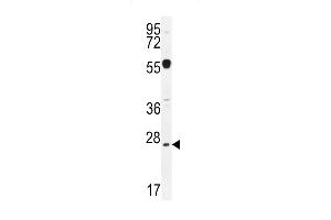 NIPSNAP3A antibody  (AA 74-102)