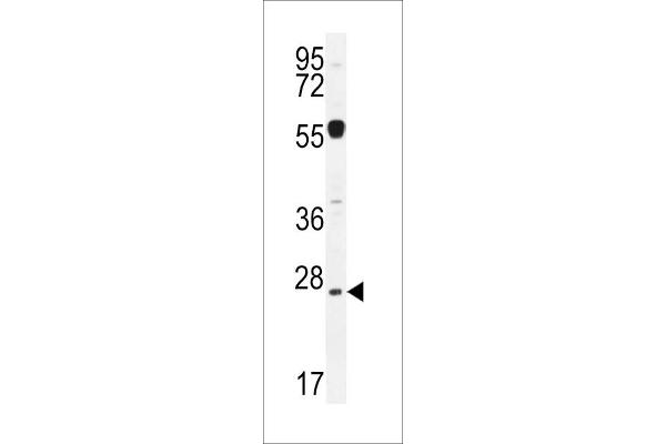 NIPSNAP3A antibody  (AA 74-102)