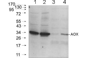 20ug of total protein from (2) Arabidopsis thaliana mitochondria and leafs of (1)Arabidopsis thaliana and cold-stressed (3) Solanum tuberosum and (4) Pisumsativum were separated on 4-12% NuPage (Invitrogen) and blotted onnitrocellulose. (AOX1/AOX2 antibody  (C-Term))