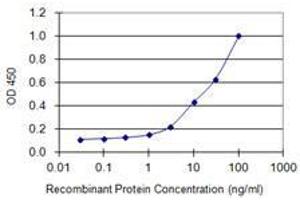 Detection limit for recombinant GST tagged C10orf63 is 0. (ENKUR antibody  (AA 1-256))