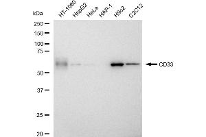 Western blotting analysis using CD33 antibody (ABIN7797965).