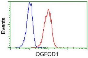 Image no. 3 for anti-2-Oxoglutarate and Iron-Dependent Oxygenase Domain Containing 1 (OGFOD1) antibody (ABIN1499912) (OGFOD1 antibody)