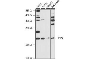 Western blot analysis of extracts of various cell lines, using JDP2 antibody (ABIN7268053) at 1:1000 dilution. (JDP2 antibody  (AA 1-174))