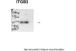 Western Blotting (WB) image for anti-Integrin beta 3 (ITGB3) (N-Term) antibody (ABIN2789560)