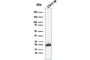 Western Blot Analysis of COLO-38 cell lysate using MART-1 Rabbit Polyclonal Antibody. (MLANA antibody)